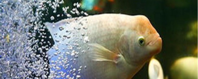 財神魚的飼養方法 財神魚如何飼養