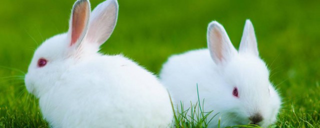 兔子繁殖方法 兔子繁殖方法有什麼