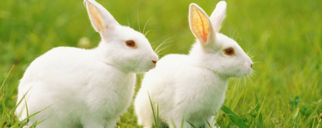 兔子愛吃什麼 兔子愛吃食物簡述