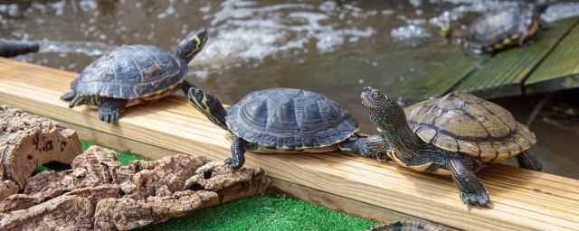 養烏龜最簡單方法 怎麼養烏龜