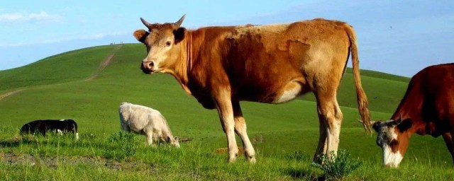 養肥牛最佳方法 如何養牛