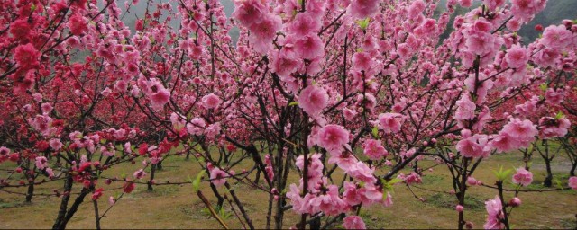 桃花是什麼季節開 桃花的開花季節