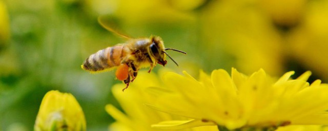 蜜蜂吃什麼 蜜蜂食物簡述