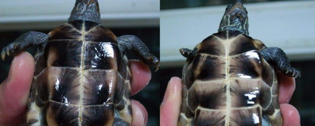 烏龜如何分公母 烏龜分公母的方法