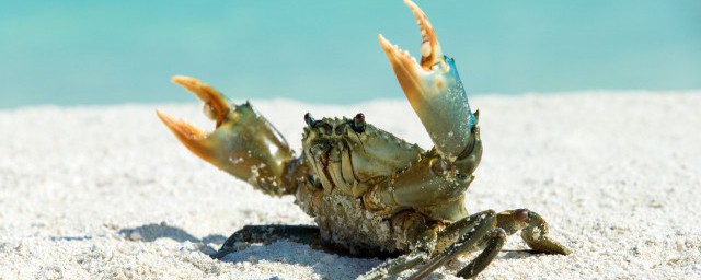 螃蟹死瞭能不能吃 吃死螃蟹的危害