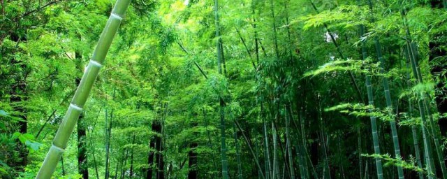 竹子象征什麼 竹子的象征意義是什麼
