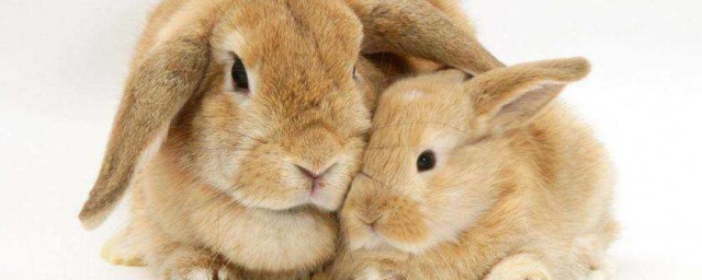 養兔子要註意哪些 養兔子的註意事項有哪些