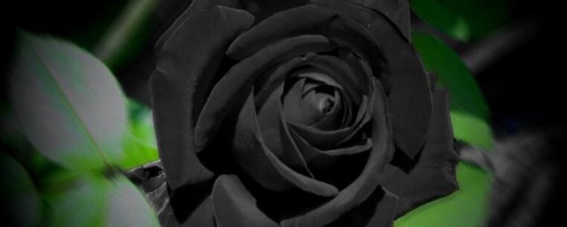 黑色的花有哪些 什麼花是黑色的