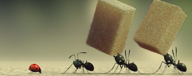 螞蟻喜歡吃什麼食物 螞蟻喜歡吃的食物介紹