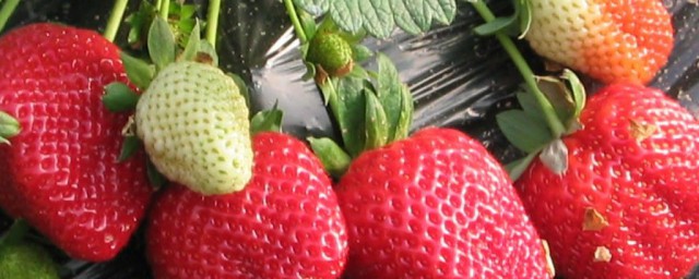 夢見草莓是什麼意思 夢見草莓夢境解析