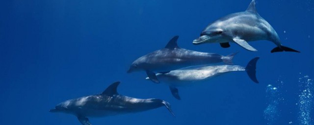 海豚用什麼呼吸 海豚是怎樣呼吸