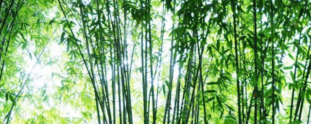 竹子的用途有哪些 竹子有什麼用途