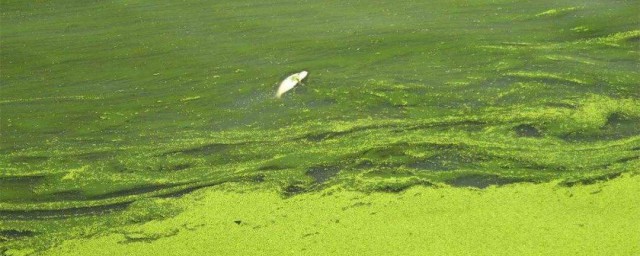 養蝦起藍藻怎麼處理 以下的方法都可取