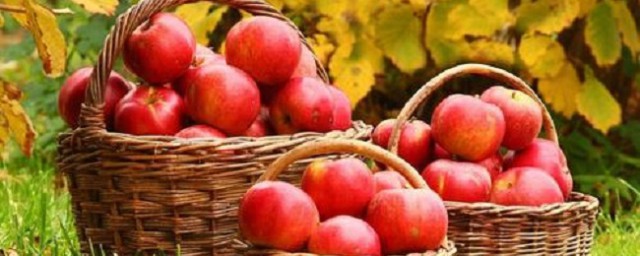 秋天的水果有哪些成熟 秋季的五種應季水果