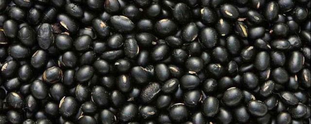 黑豆的水培方法 黑豆水培步驟