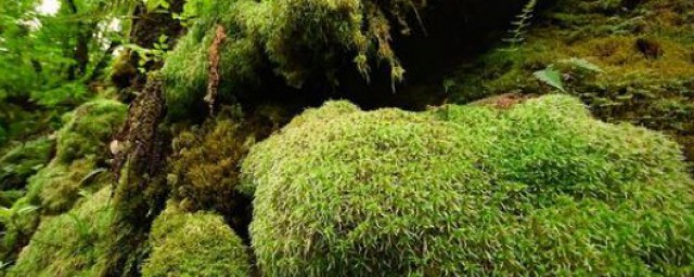 苔蘚植物有哪些 苔蘚類植物特征