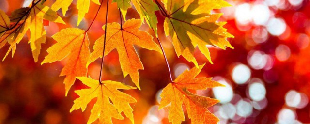 秋天的美景有哪些 秋季的美景怎麼寫