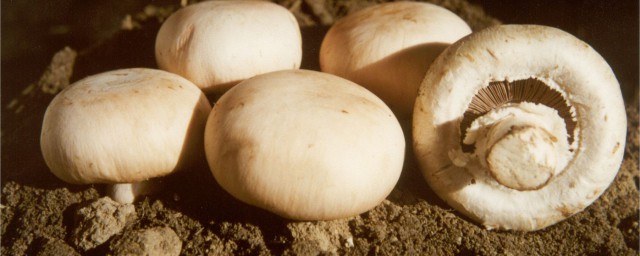 蘑菇怎麼油炸處理 油炸蘑菇的做法