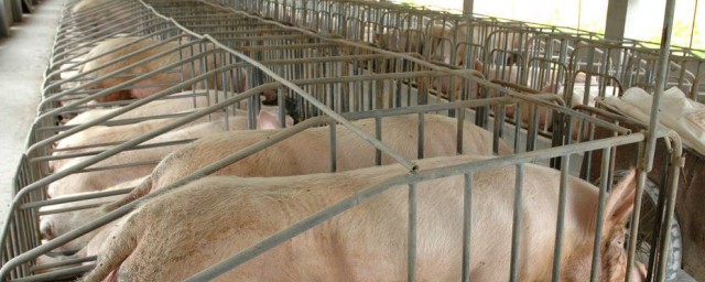 豬圈怎麼保存幹燥 豬圈保存幹燥的方法