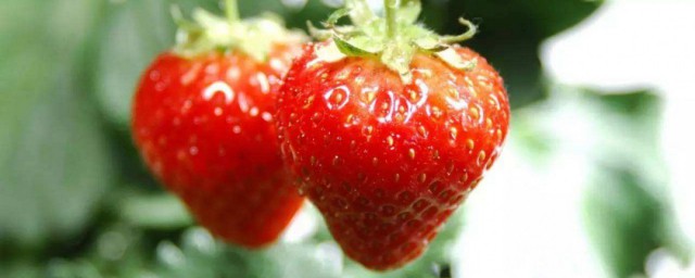 如何種草莓 種草莓的流程