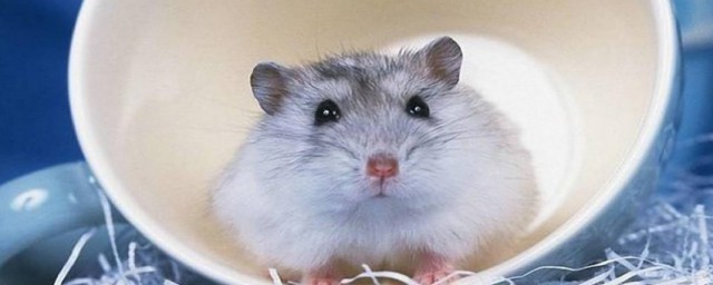 倉鼠喜歡吃什麼食物 倉鼠喜歡吃的食物介紹