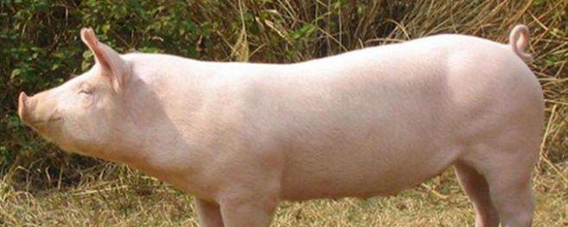 純土豬養殖方法 如何養殖豬