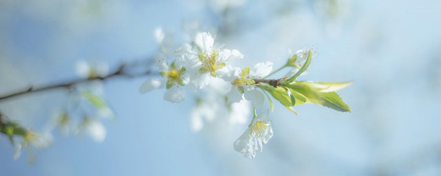 櫻花怎麼保存方法 櫻花花瓣的保存辦法