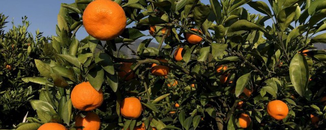 橘子什麼時候成熟 橘子幾月份成熟