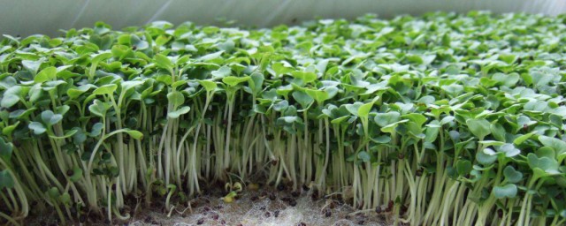 綠豆苗移栽方法 需要怎麼種植呢