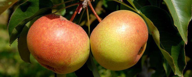 蘋果梨的功效與作用 蘋果梨的功效與作用是什麼