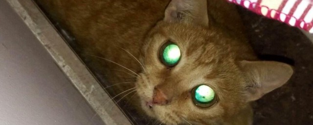 貓的眼睛為什麼會發光 貓眼睛發光原因