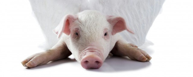 正確喂豬方法 如何正確喂豬