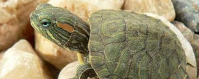 烏龜喜歡吃什麼 烏龜的簡介