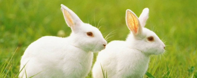 兔子怎麼洗澡 兔子洗澡方法