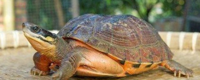 烏龜怎麼過冬 烏龜的生活習性