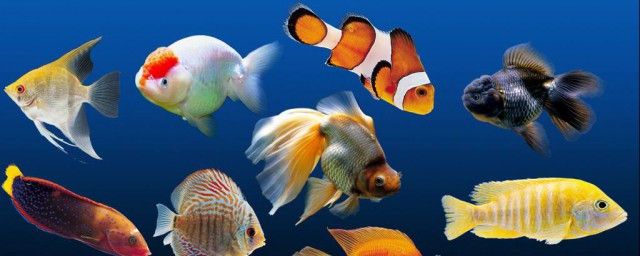 冷水觀賞魚有哪些品種 具體有哪些品種