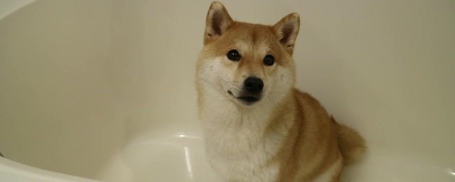 柴犬洗澡方法 給它洗澡方法如下