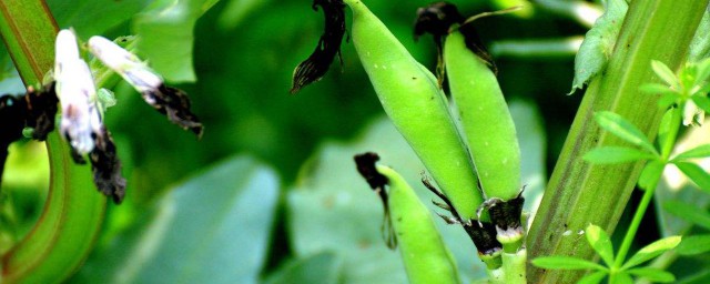 蠶豆的種植時間和方法 一定要記住蠶豆的最佳種植時間