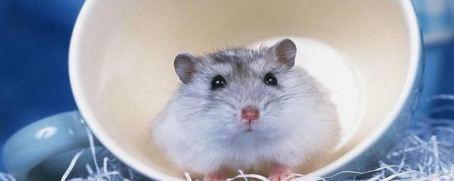 養倉鼠對人有哪些危害 養倉鼠對人的危害解析