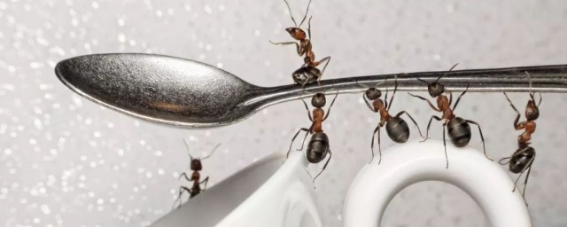 驅逐螞蟻方法 驅逐螞蟻方法有哪些