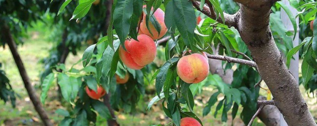 桃蟲的防治方法 五種桃蟲的防治方法詳解