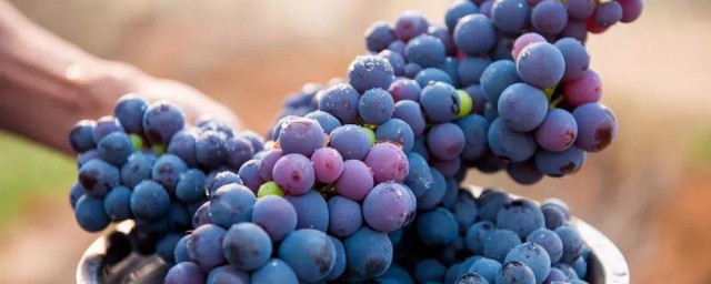 鮮葡萄的保存方法 鮮葡萄的保存方法與食用