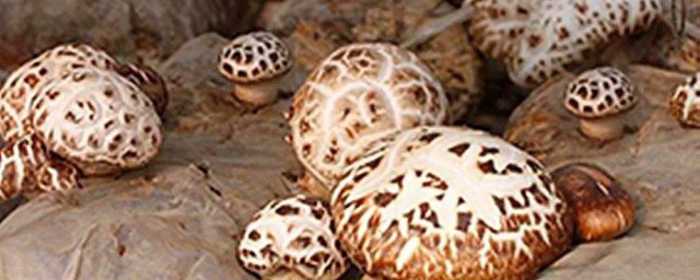 重陽菇怎麼保存 重陽菇如何保存
