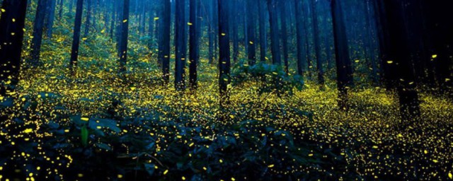 為什麼螢火蟲會發光 螢火蟲會發光的原因