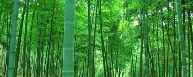 竹類扦插方法 竹類如何扦插