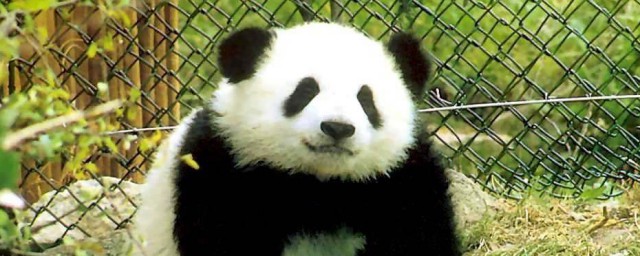 動物熊貓有什麼特點 動物熊貓的特點簡述