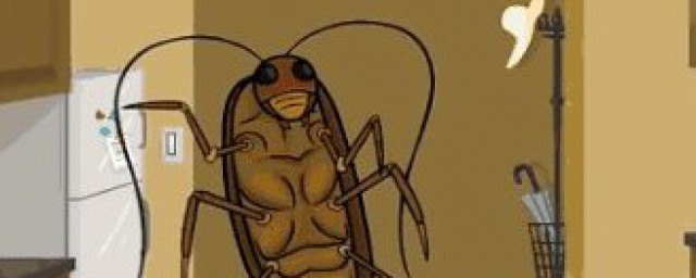 蟑螂喜歡吃什麼 蟑螂的簡介