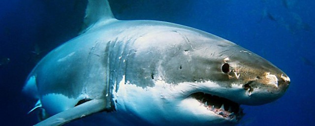根據鯊魚的特點發明瞭什麼 與鯊魚有關的發明