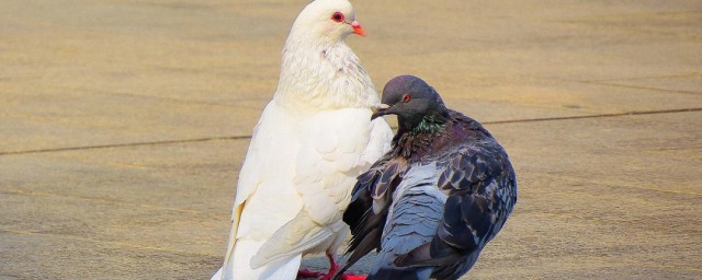 鴿子吃什麼食物 鴿子吃的食物簡述