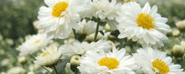白菊種植管理方法 白菊如何種植